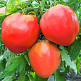 Томат Бычье сердце Томат Бычье сердце
