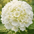 Гортензия крупнолистная Forever and Ever White