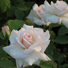 Роза плетистая Свон Лейк Роза плетистая Свон Лейк