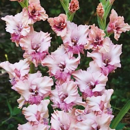 Гладиолус крупноцветковый Свит Принцесс