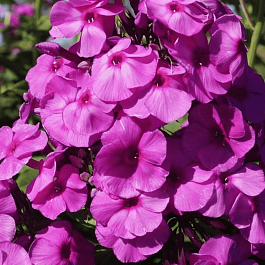 Флокс метельчатый Younique Purple