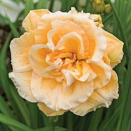 Лилейник гибридный Икебана Стар НАБОР 2ШТ (1+1)