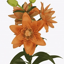 Лилия Dutch Design