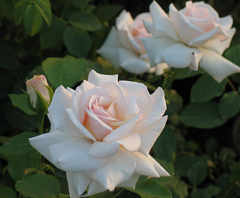 Роза плетистая Свон Лейк