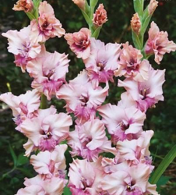 Гладиолус крупноцветковый Свит Принцесс