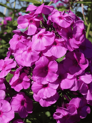 Флокс метельчатый Younique Purple