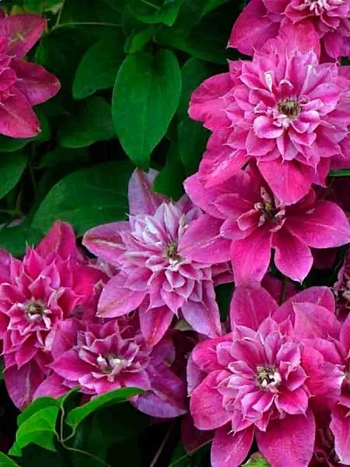 Клематис гибридный My Darling