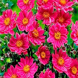 Анемона хубейская Emmy Deep Rose