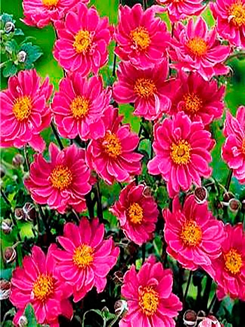 Анемона хубейская Emmy Deep Rose