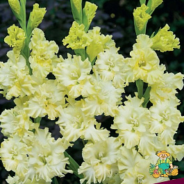 Гладиолус гофрированный Лемон Раффл