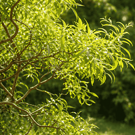 Ива Матсудана  Эритрофлексуоза