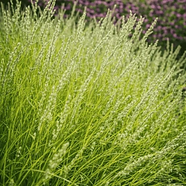 Молиния тростниковая Bergfreund