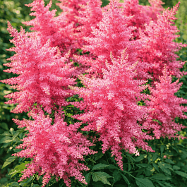 Астильба гибридная Younique Cerise