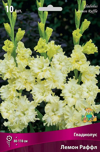 Гладиолус гофрированный Лемон Раффл