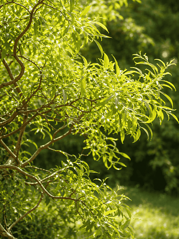 Ива Матсудана  Эритрофлексуоза