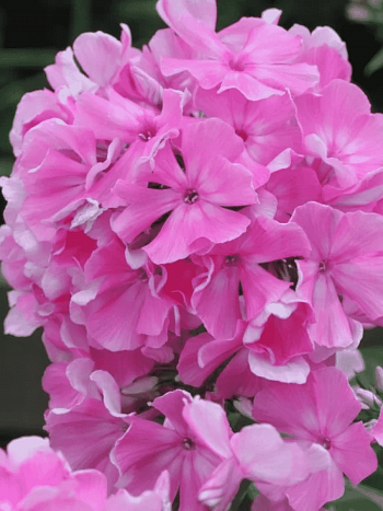 Флокс метельчатый Эмма