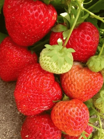 Земляника садовая Вима Тарда