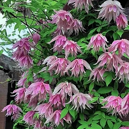 Клематис Purple Dream