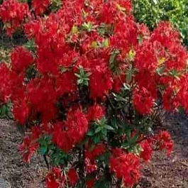 Азалия Nabucco