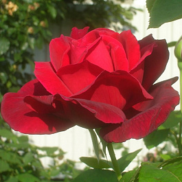 Роза плетистая Клайминг Крайслер Империал