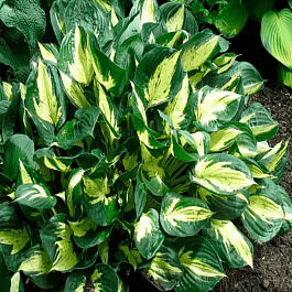 Хоста Revolution