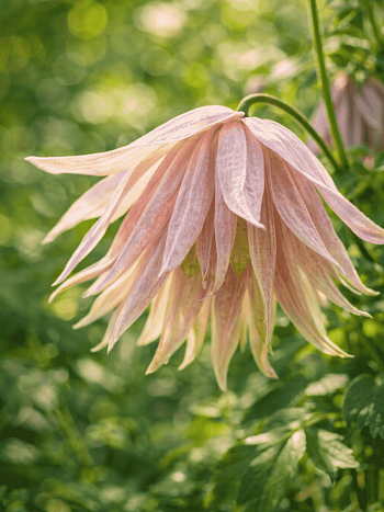 Клематис Pink Swing