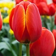 Тюльпан World Favourite