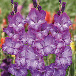 Гладиолус крупноцветковый Кемистри