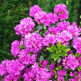 Рододендрон тупой Geisha Purple