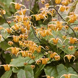 Горянка Amber Queen