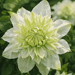 Клематис Alba Plena