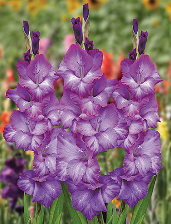 Гладиолус крупноцветковый Кемистри