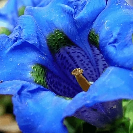 Горечавка динарская