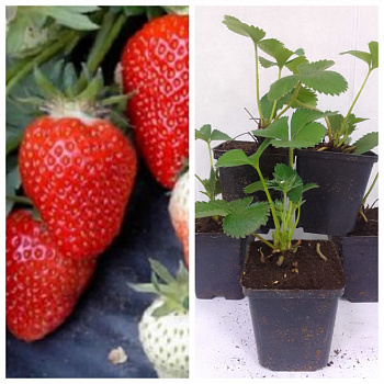 Земляника садовая Летиция НАБОР 5ШТ