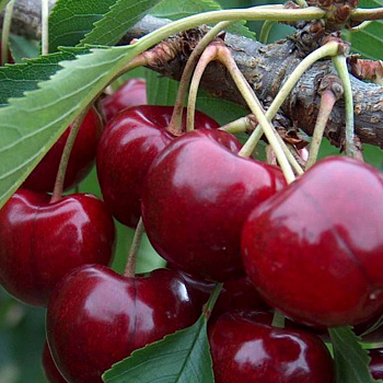 Вишня обыкновенная Гриот Московский