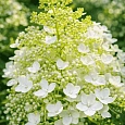 Гортензия метельчатая Baby Lace
