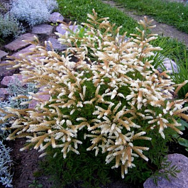 Волжанка низкорослая