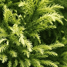 Криптомерия японская Sekkan