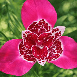 Тигридия Lilac