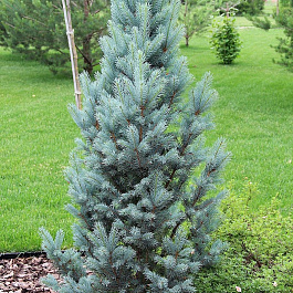 Ель колючая Исели Фастигиата Ель колючая Исели Фастигиата