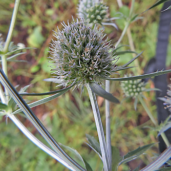 Синеголовник Бурже