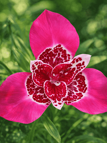 Тигридия Lilac