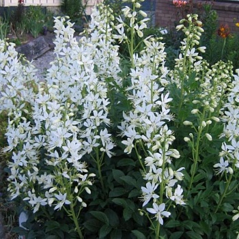 Ясенец белый Albiflorus