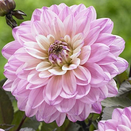 Георгина Декоративная Гэллери Латур