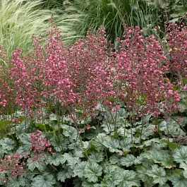 Гейхера Paris