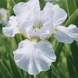 Ирис Silver Beauty