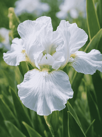 Ирис Silver Beauty