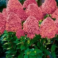 Гортензия метельчатая Magical Fire