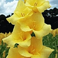 Гладиолус Limoncello