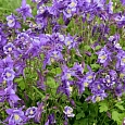 Аквилегия обыкновенная Early Bird Purple Blue